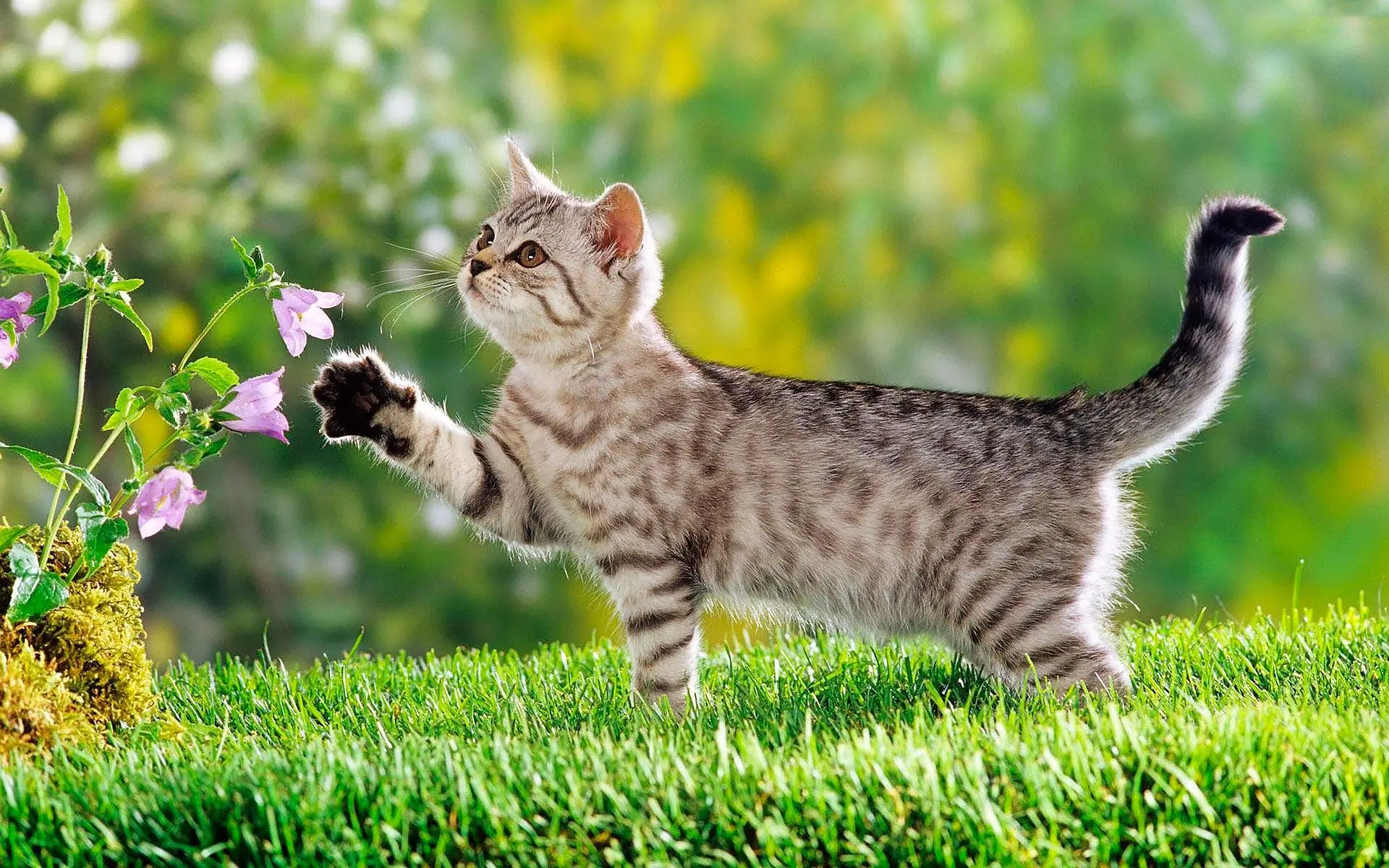 图片转绘画转换器软件，用于数字绘画..