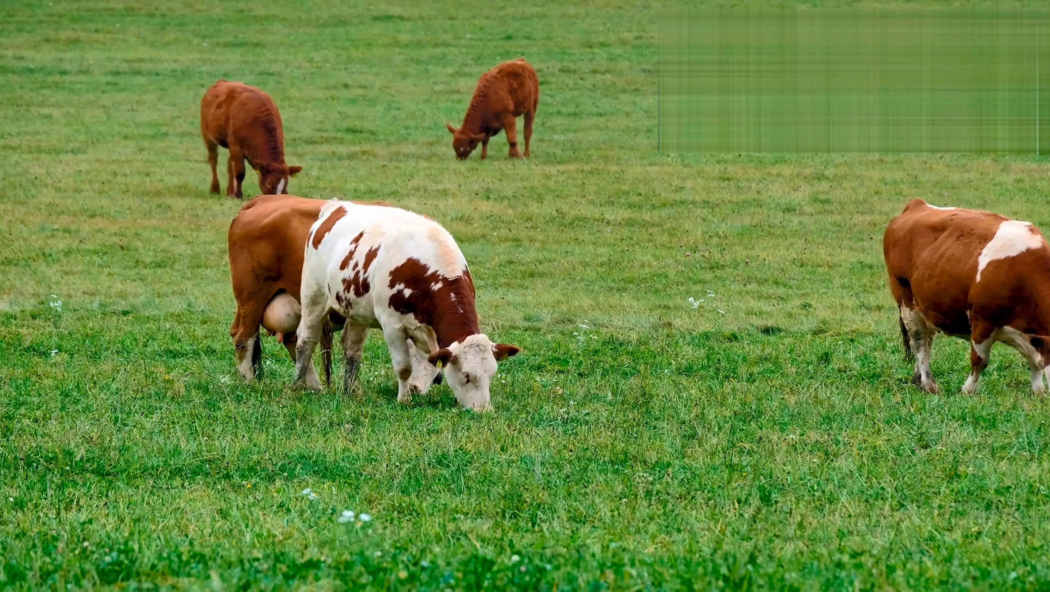 Bandicam 无水印下载..