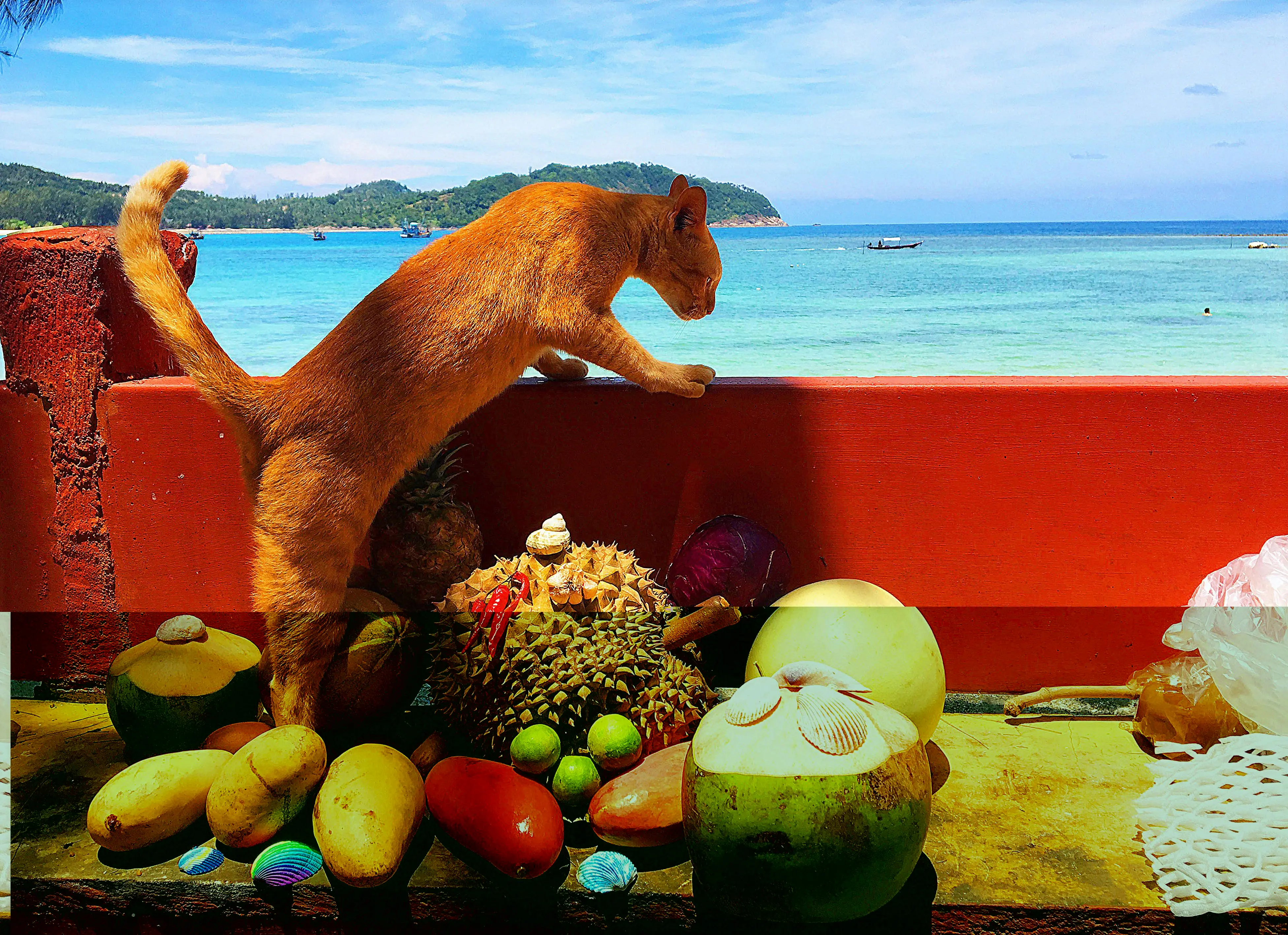 猫与水果海景清晰照片..